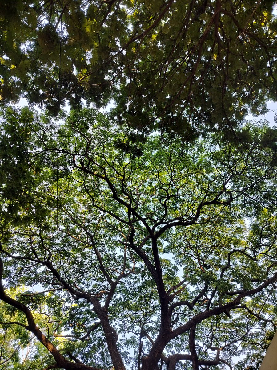 The arrogance of humans to cut down trees and think air conditioners will cool us