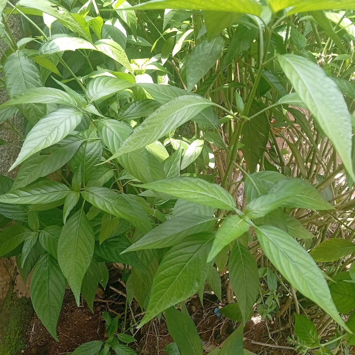 TRIVISION tweet media