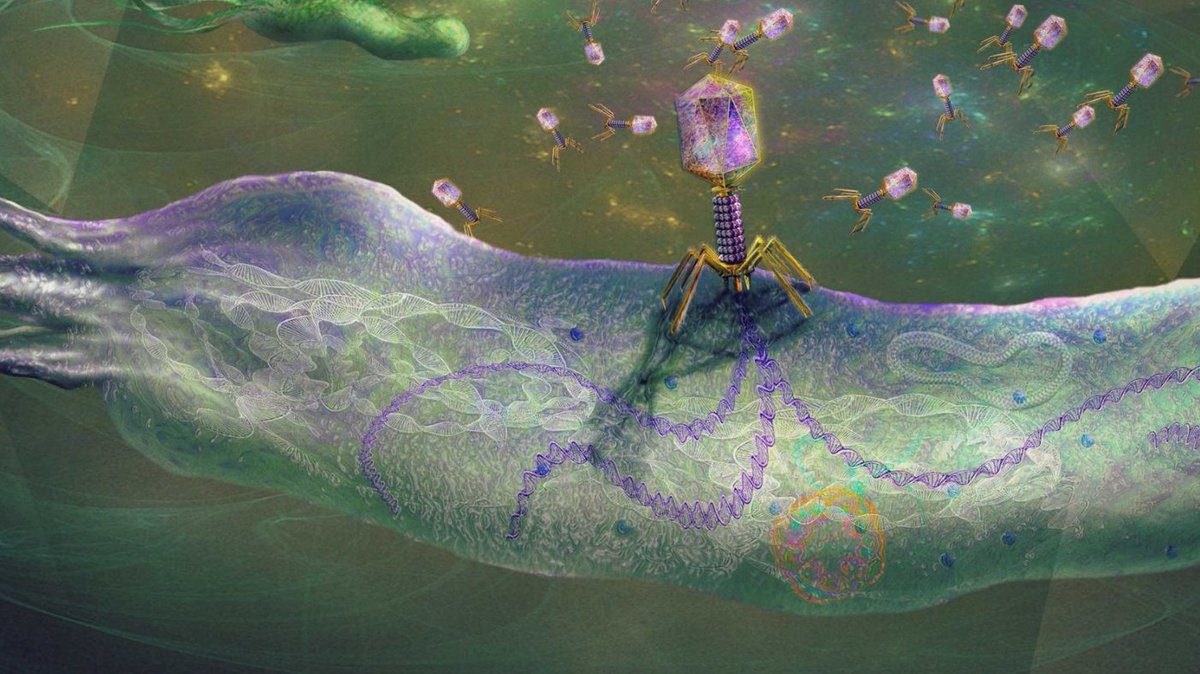 sciencenewsdk's tweet image. Viruses that infect #bacteria may have a life cycle that scientists had not previously been aware of. The discovery is now prompting researchers to rethink how bacterial #viruses are used – both in agriculture and in developing new #treatments for people.

#sciencenewsdk

Read