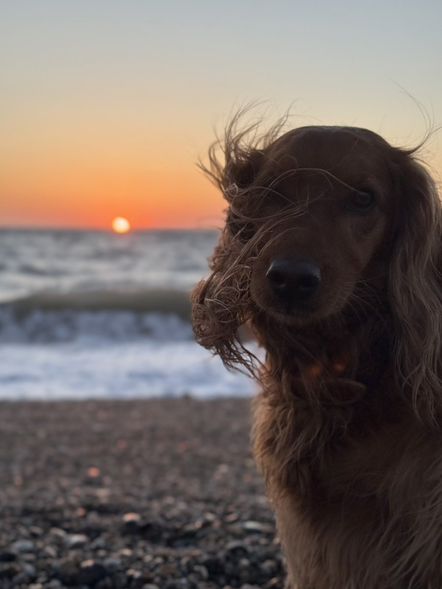 MarcD_Weegem's tweet image. Blood orange skies and salt spray in that cool Spring breeze.
Be well, friends.
.
#ireland #stormhour #ThePhotoHour #sunrise #wicklow #dogsofx #greystones #irelandsancienteast #KeepDiscovering