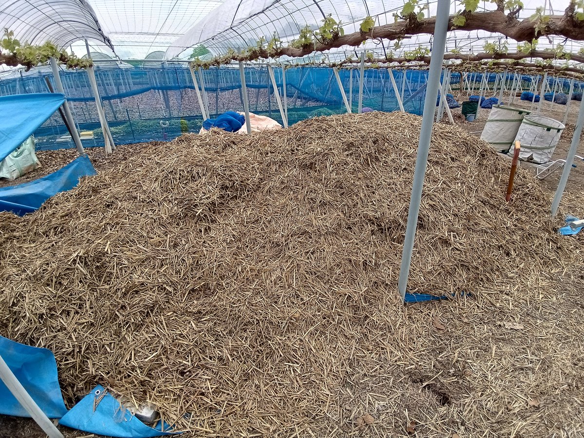LinoFarm's tweet photo. 毎年のことだけど、今の時期は落ち葉と茅を地表全面に敷き詰める作業です！
幹のある畝部分は、微生物の分解が早い稲わらをこの後敷き詰めるんですよ。

広いから大変だけど、ぶどうは水分変化を極度に嫌うため、これも大事な作業！

芽はグングン伸びてるから焦るゎ(T_T)
芽かぎ…やること多し💦 https://t.co/gtK0iHUpqw