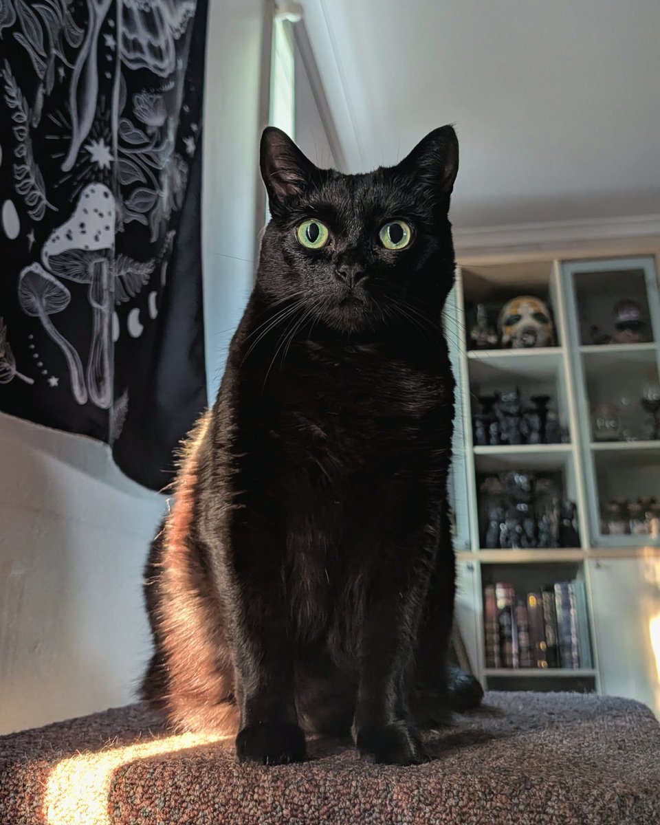 ViktoriasCrypt's tweet photo. @AnfalasTTV One kitty for you https://t.co/A90JEIEHKs