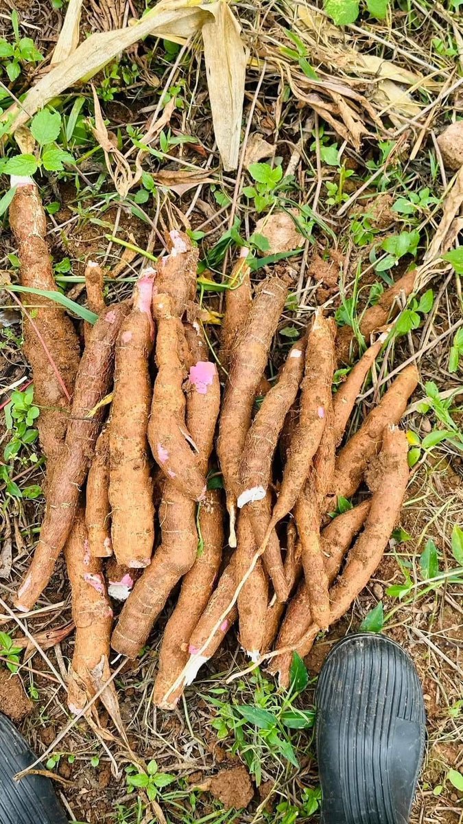 Agronomme_'s tweet image. Why Every Farmer Should Consider Growing Cassava

Cassava is often underestimated, yet it is one of the most strategic crops for both food security and income.

Here’s why it deserves serious attention:

1. Strong Profit Potential
When well managed, cassava can generate higher