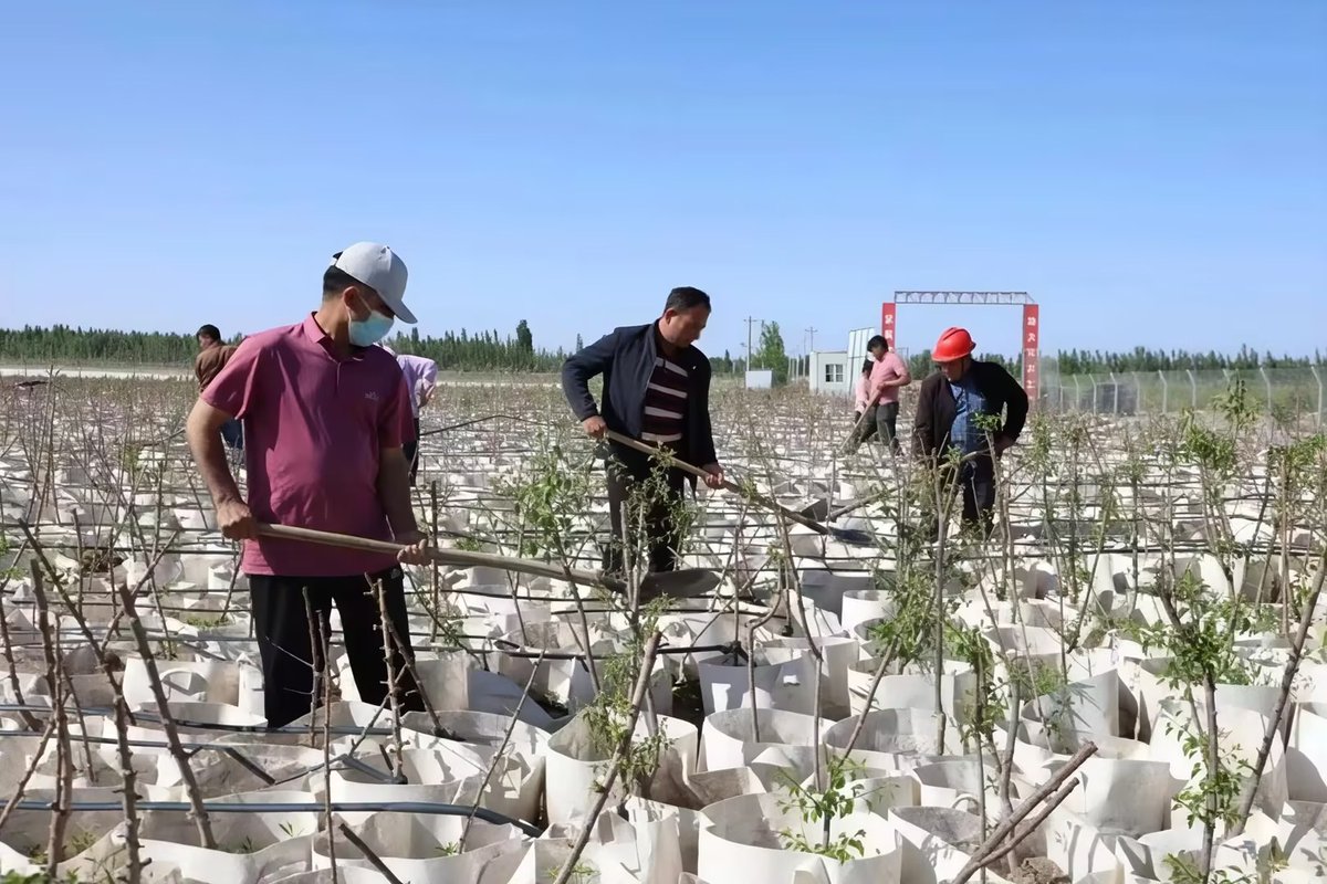 KizilsuUpdates's tweet image. #IndustrialDevelopment A new 10-hectare orchard in Baren township, Akto county is now in full operation. It is expected to generate about 1 million yuan in annual revenue, supply seedlings to farmers, and creates 20 job opportunities. #SpecialtyIndustry #Apricot #XinjiangFruits