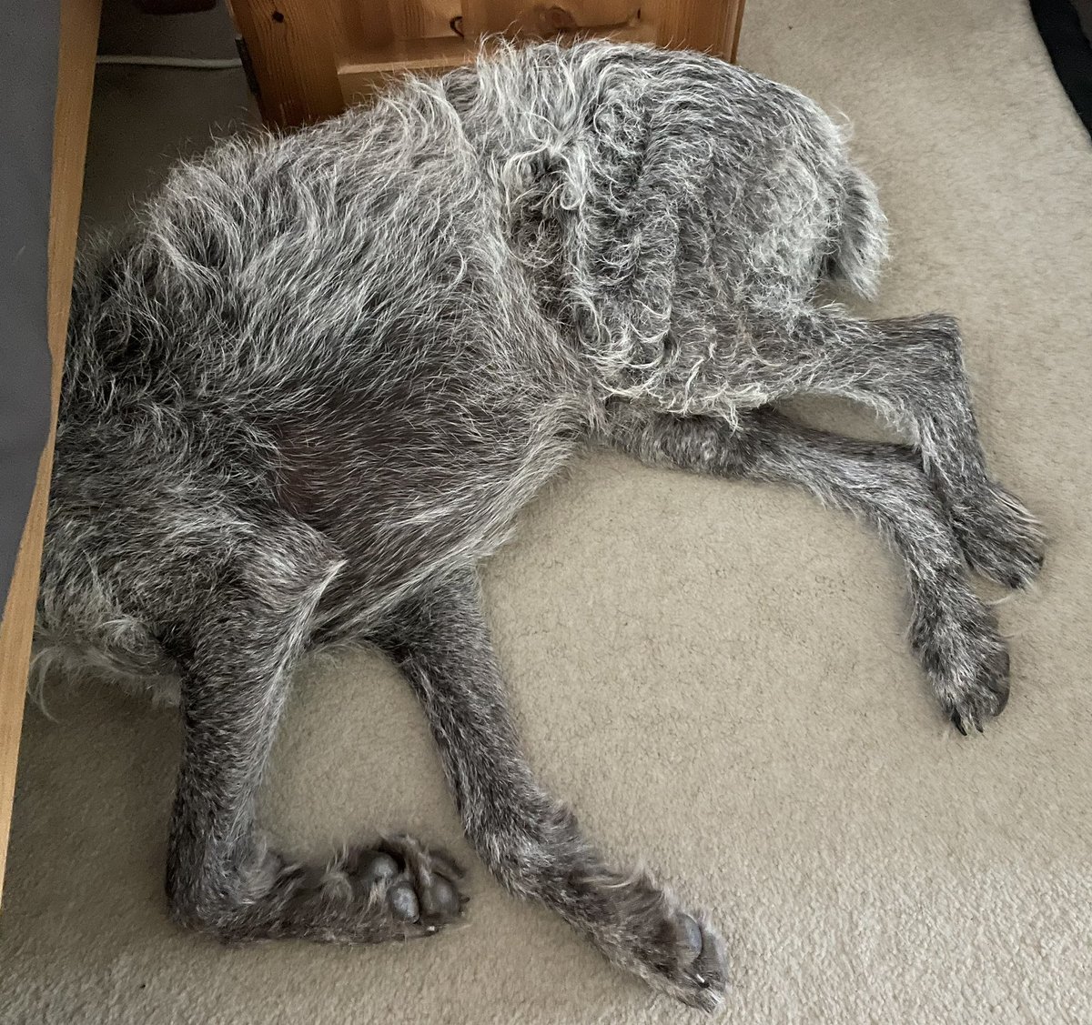 HayhurstBoo's tweet image. Just give me the heads up when we are moving #funny #girl #dogsofinstagram #love #chilled #dogsoftwitter