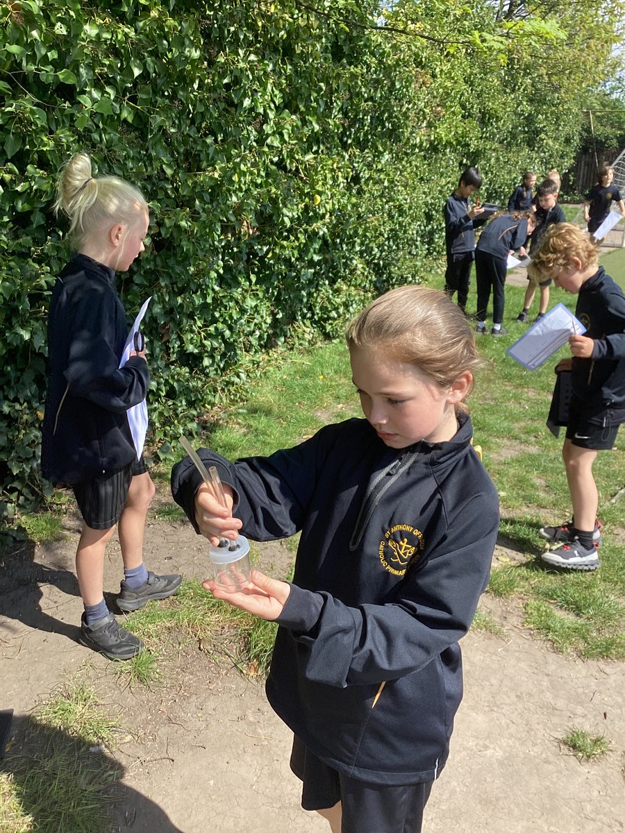 padualiverpool2's tweet photo. Year 4 had a great time exploring and identifying invertebrates in the school yard for Science. They used pooters to collect them and magnifying glasses to observe each one up close. Afterwards, they used their iPads to research and try to identify the mini beasts they found! https://t.co/DXFEIdVqAs