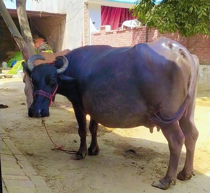 ManuGil48672790's tweet image. अगर गाय ओर भैंस की तुलना की जाये तो,
इन दोनों मे भैंस ज्यादा फायदेमंद है।

क्योंकि भैंस के दूध मे अधिक फैट होते है,
इसलिए इसका दूध 60 से 70 रु लीटर बिकता है ।

हालांकि गाय,भैंस से अधिक दूध देती है, लेकिन
 30- 35 रु लीटर से ज्यादा नही बिक पाता ।

#animals
#saveanimals 
#cow