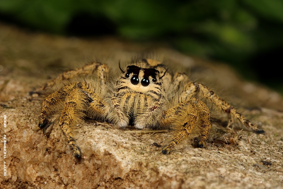 Nature is Amazing ☘️ tweet media