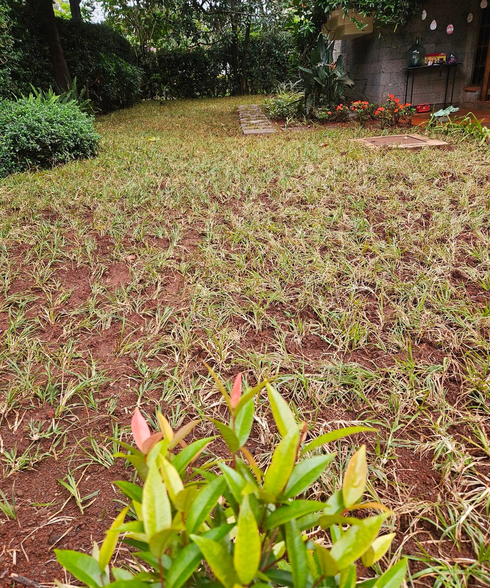 a_Irungu's tweet photo. Renewing this beautiful garden by top dressing and repairing the Grass.  
Always a joy to work the ground. https://t.co/MCUkI9GcHI