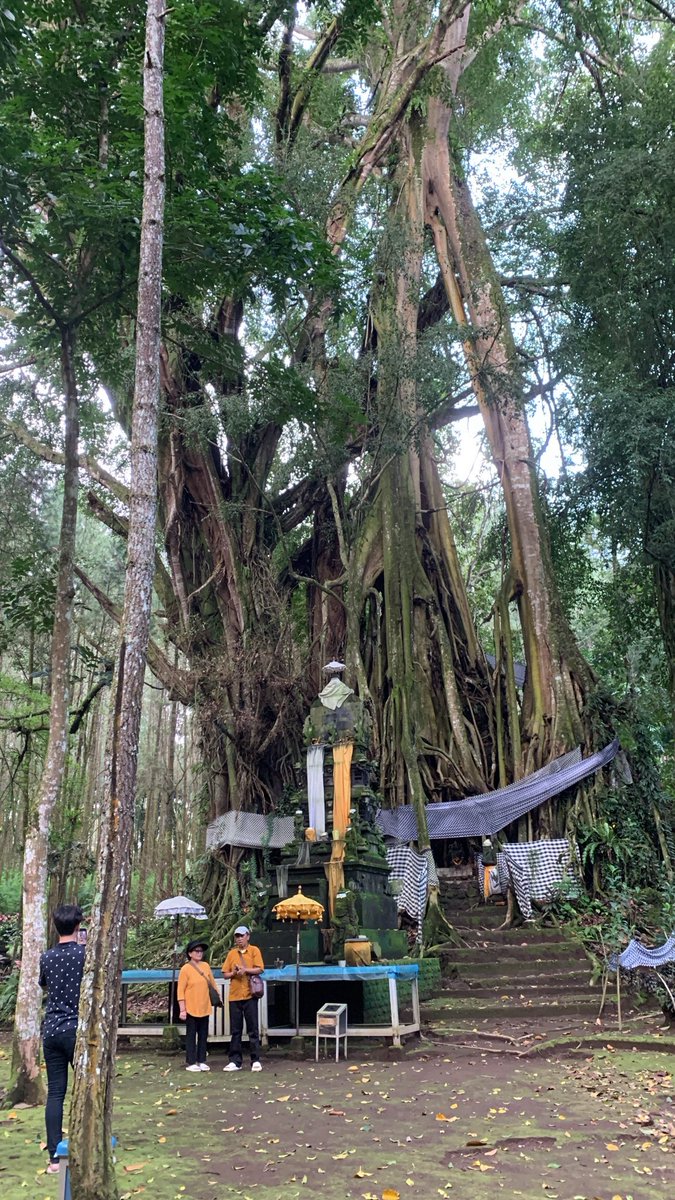 Alteredegoist tweet media