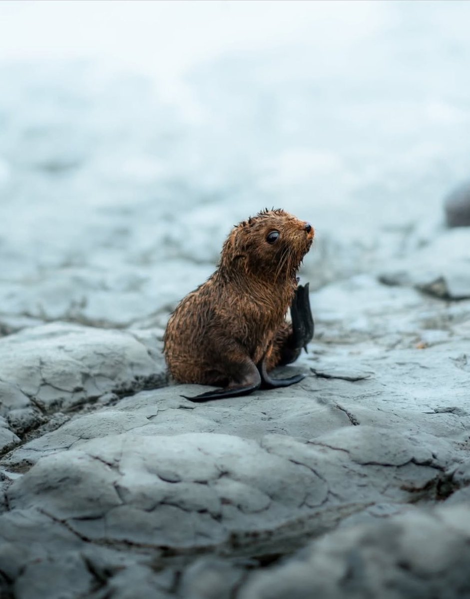 QuantofApple tweet media