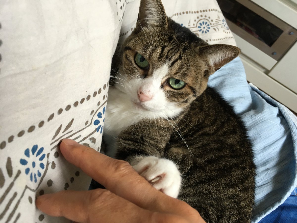 Kaoru Sato tweet media