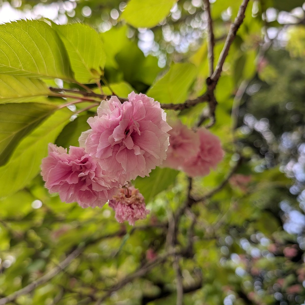 no_clock's tweet photo. つくば植物園（筑波実験植物園）

クレマチス、普賢象、キリシマツツジ https://t.co/B7m74WiAAQ