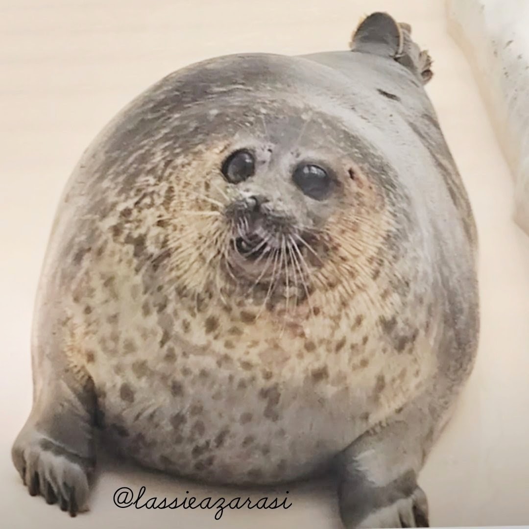 lassie99289125's tweet image. Yuki ユキちゃん

ユキちゃん大好き🫶

 #海遊館  #ゴマフウイーク  #seal  #アザラシ