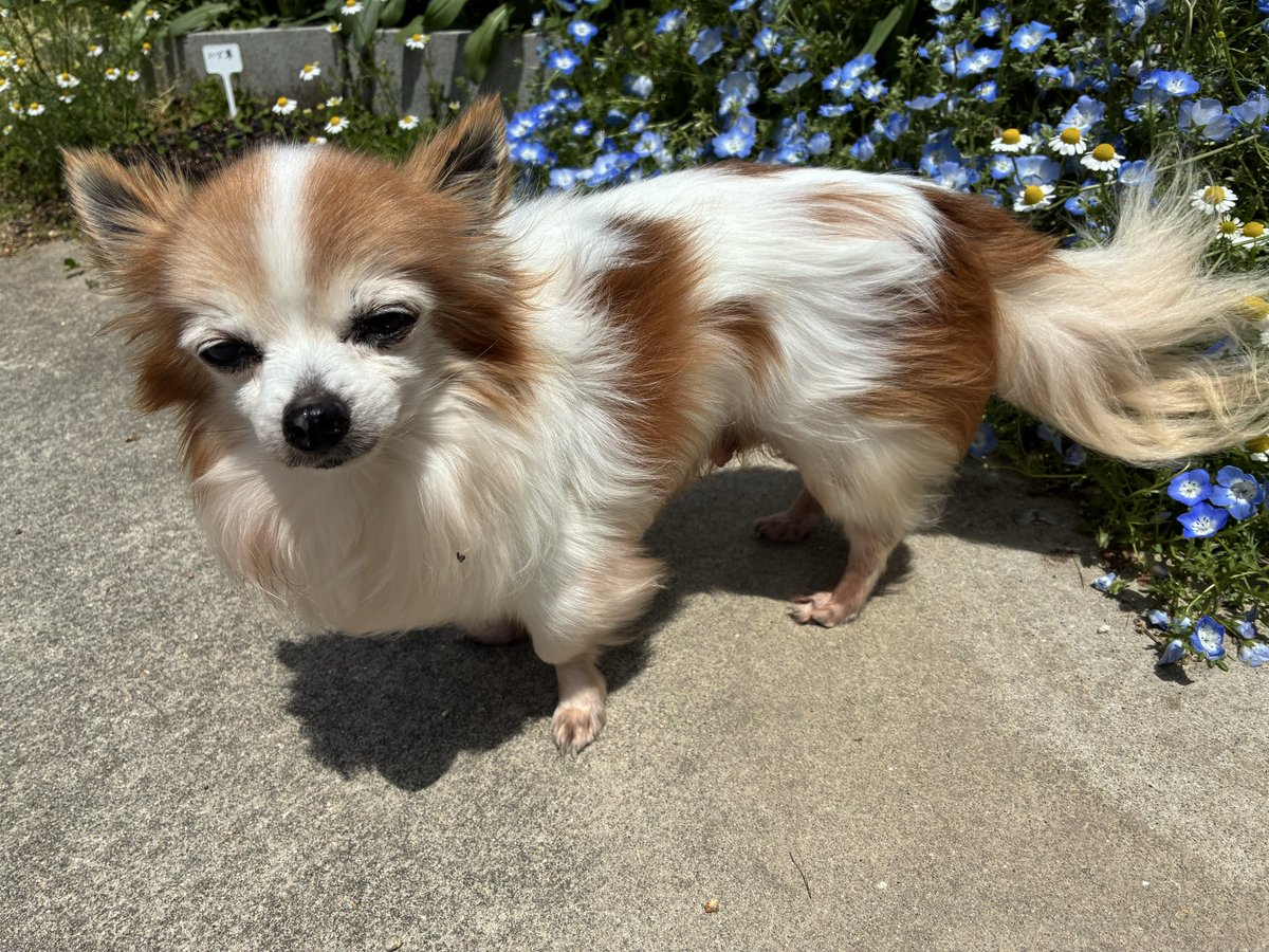 日本を憂う猫 tweet media