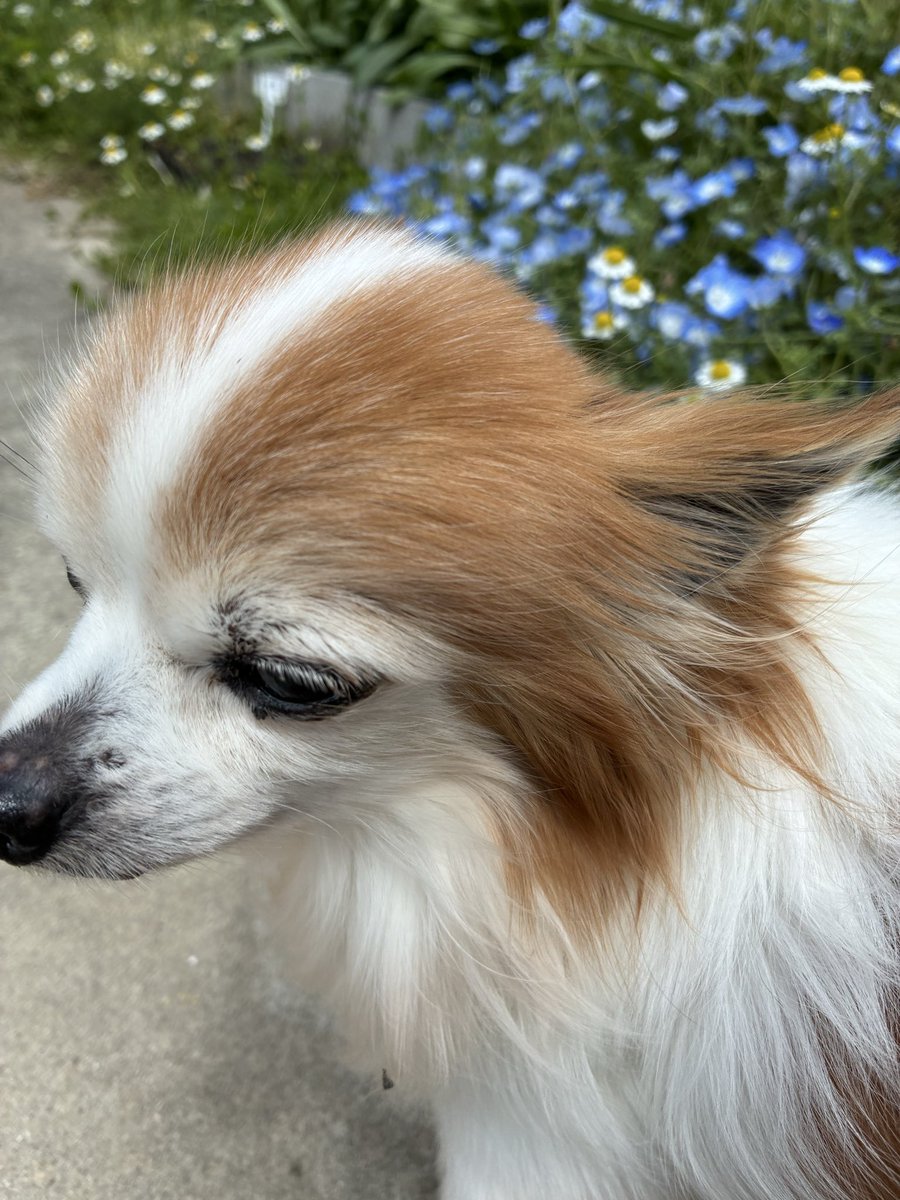 日本を憂う猫 tweet media