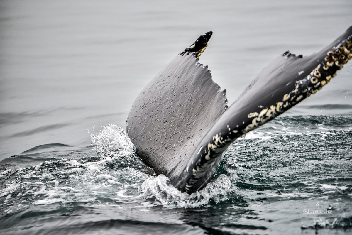 지아_thetraveller tweet media