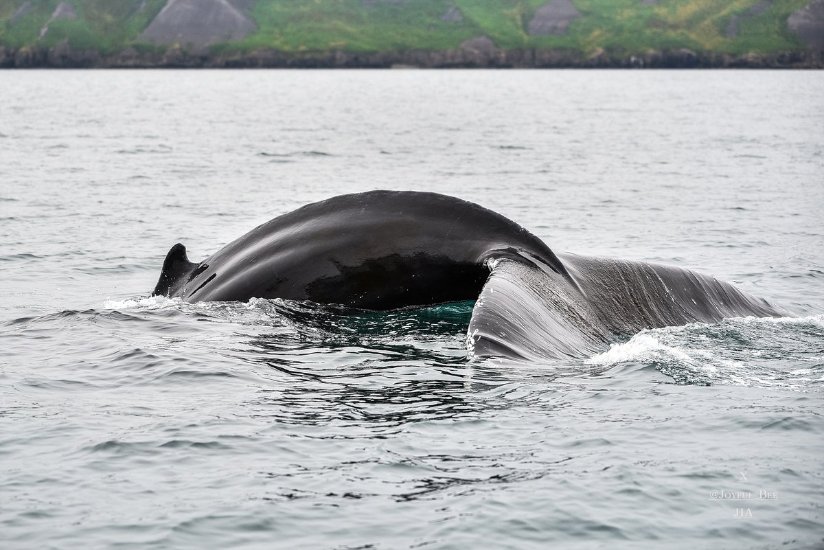 지아_thetraveller tweet media