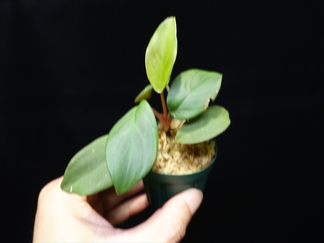 Homalomena sp”緑甲冑”BNN from Sibolga timur 6800-8000円 #5月5日21