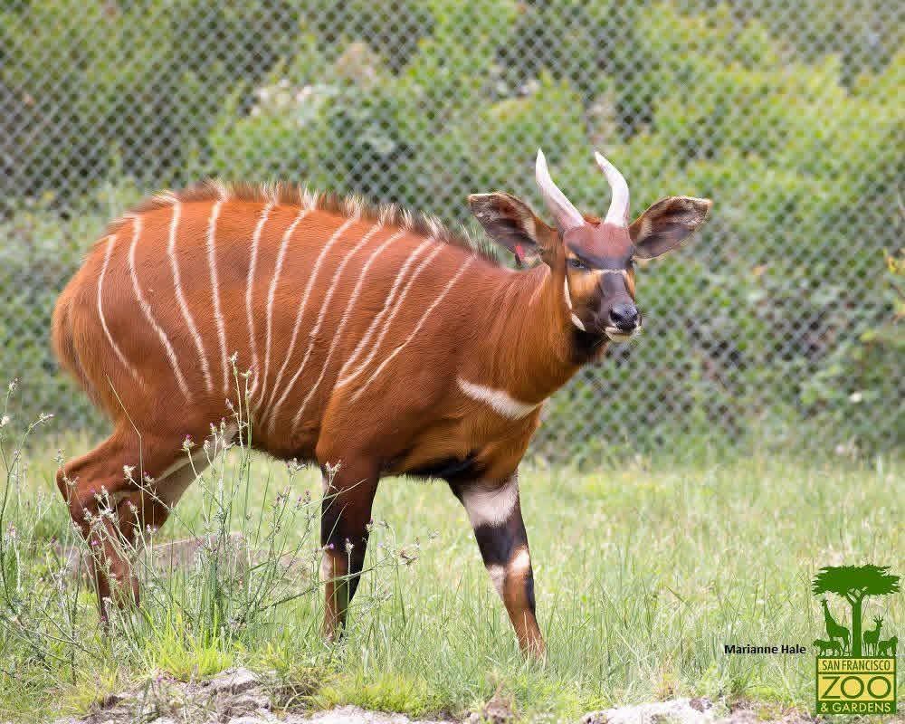 _KabiruMuraya's tweet photo. In the whole world we had 100 of mountain bongo's left? But they look edible with good meat #SavetheBongo https://t.co/rZsy5wlExw