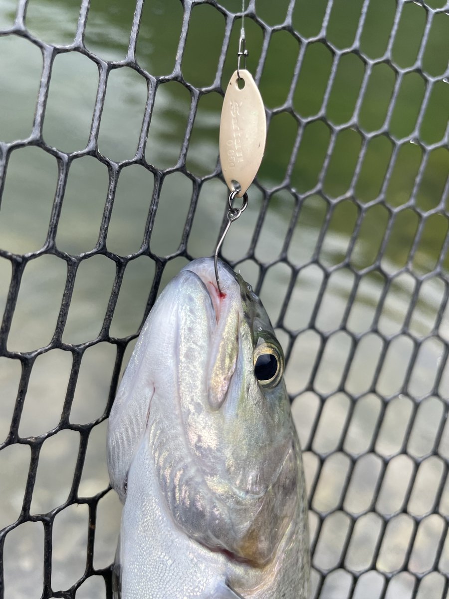 sHoAGKW1's tweet image. 癒しの奥多摩FCにて👍

ひたすらマイクロ＆ミノーのローテ。
餌釣り場は満員…セカンドポンドは僕1人😅

Banshee.S502ULに鱒の糸ソフト0.25号がメイン。サタン0.65、リベロ0.6、FTS0.5で１日やり通せます。

#AALGLATT
#MajorCraft
#SUNLINE