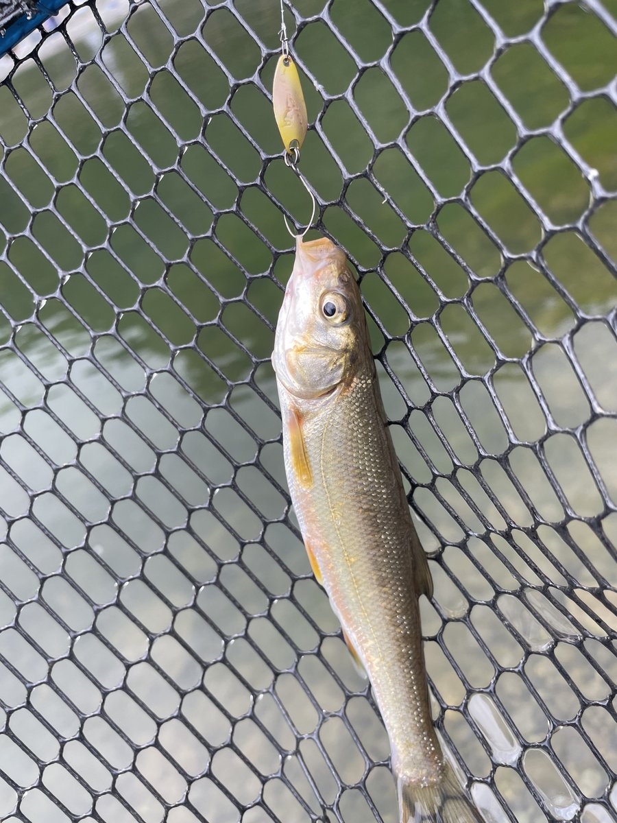 sHoAGKW1's tweet image. 癒しの奥多摩FCにて👍

ひたすらマイクロ＆ミノーのローテ。
餌釣り場は満員…セカンドポンドは僕1人😅

Banshee.S502ULに鱒の糸ソフト0.25号がメイン。サタン0.65、リベロ0.6、FTS0.5で１日やり通せます。

#AALGLATT
#MajorCraft
#SUNLINE