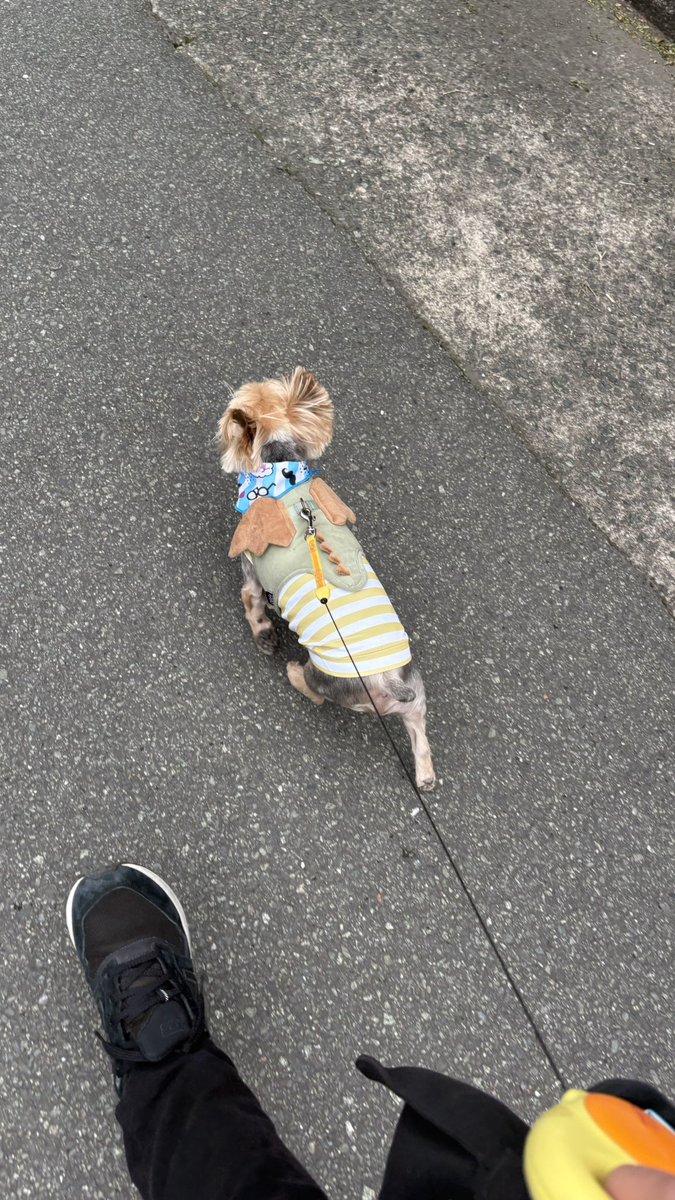 Ikoa16ikoa's tweet photo. 羽生えてた https://t.co/dLYsKEDiRh