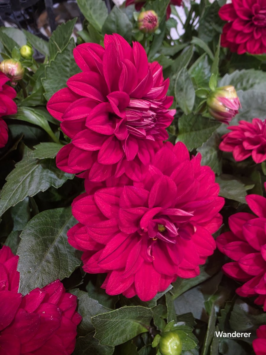 sukoya979's tweet image. 🌸Red Dahlia🌸🌞🙏🏿 #dahlia 
​#dahliasofinstagram #Flowers