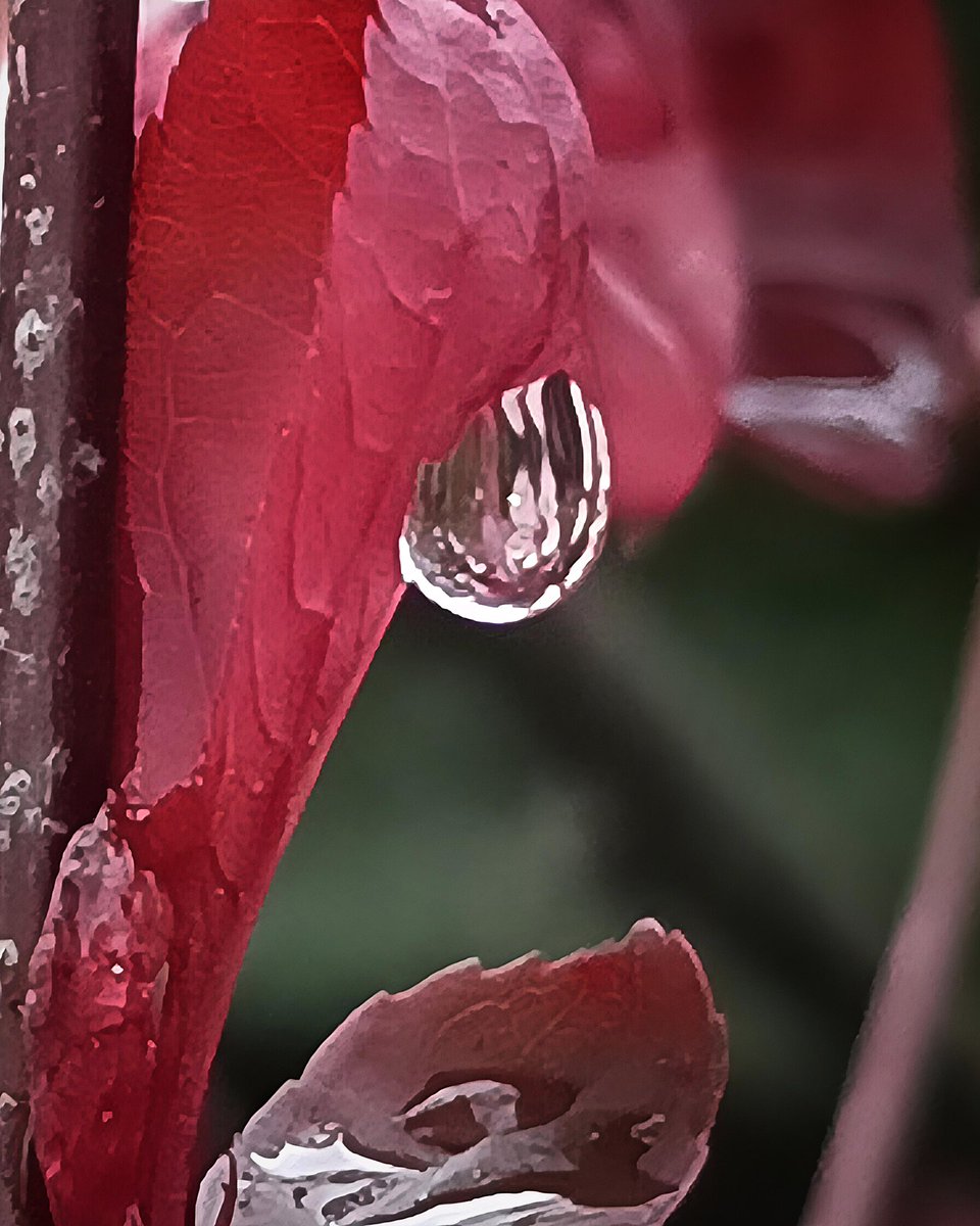 NShmatok68425's tweet image. Foto in moment #macrophotography #macronature #naturemacro #macro #macroworld #naturephotography #NatureLovers #VSCO #waterdrop #waterdroplet #waterdropphotography #AbstractPhotography #CloseUp