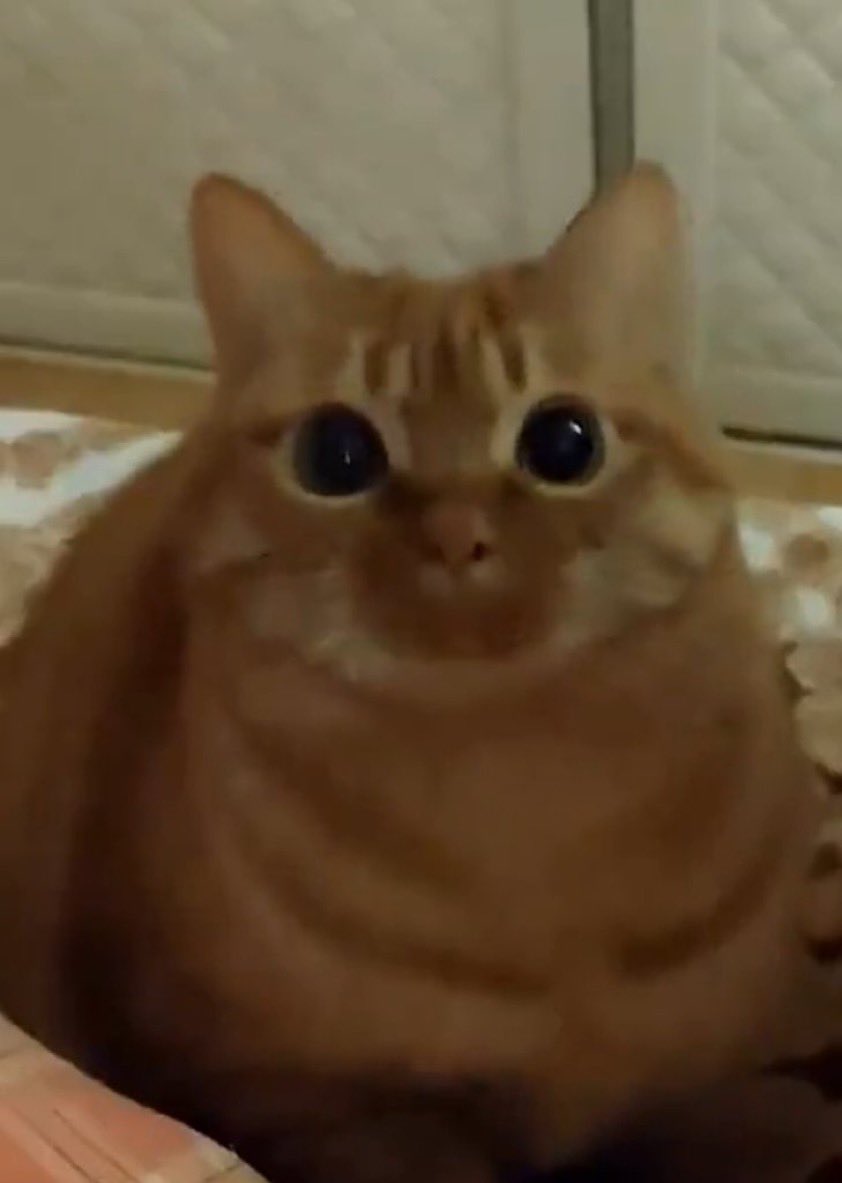 3dn4 Bundy tweet media