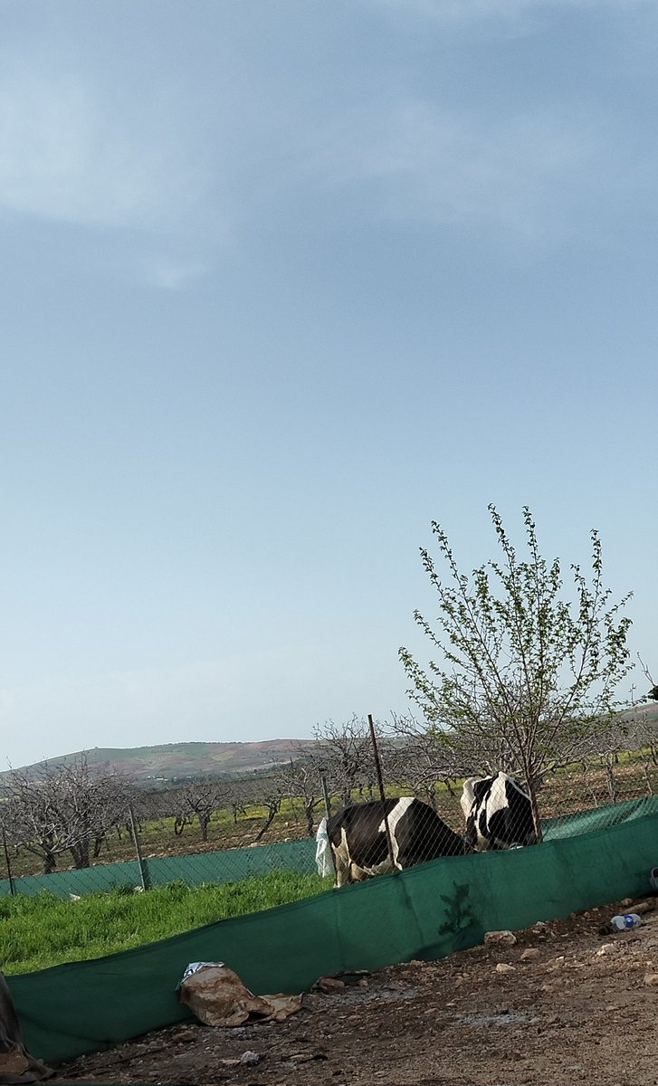 Leyl hira tweet media