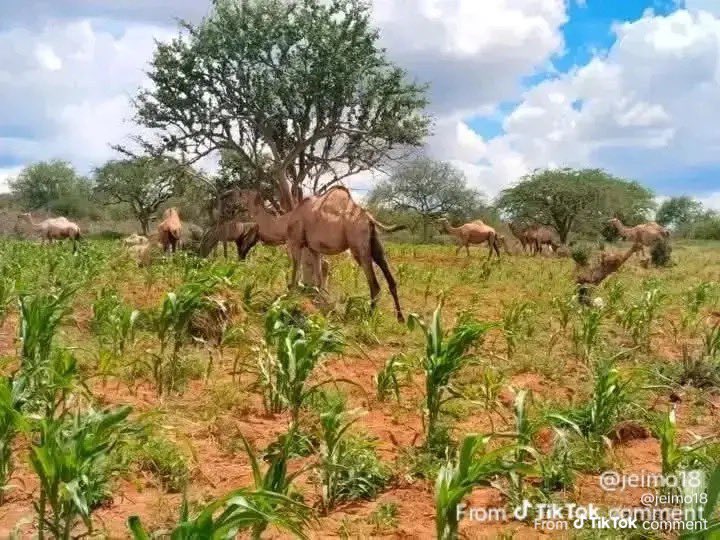 Boniface tweet media