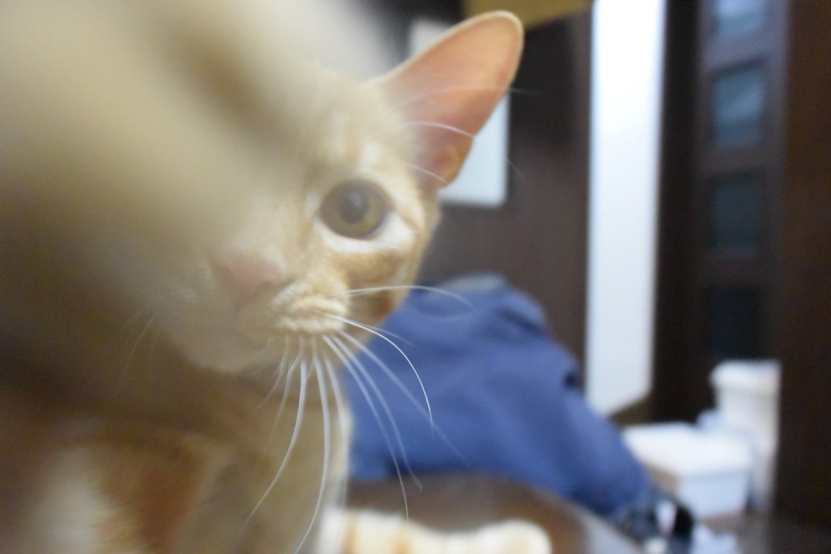 🌭hotdog_japan🌭ポケGO tweet media