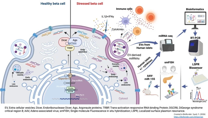 DiabetologiaJnl's tweet image. Using human islets, plasma #EVs, spatial imaging, &amp;amp; in vivo miR-155 targeting, @cevansmo et al identify an extracellular vesicle-associated microRNA signature that reflects inflammatory β-cell stress &amp;amp; stratifies #T1D risk. @IUSweetTweets @cityofhope link.springer.com/article/10.100… 🔓