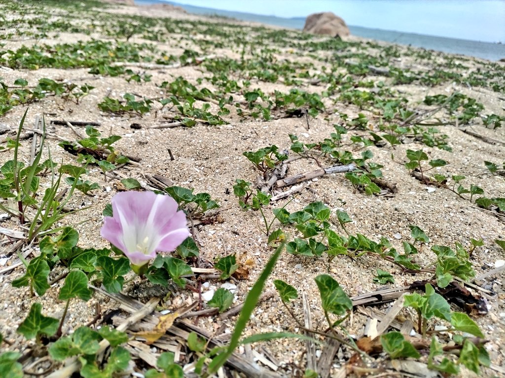 海辺のMacco tweet media