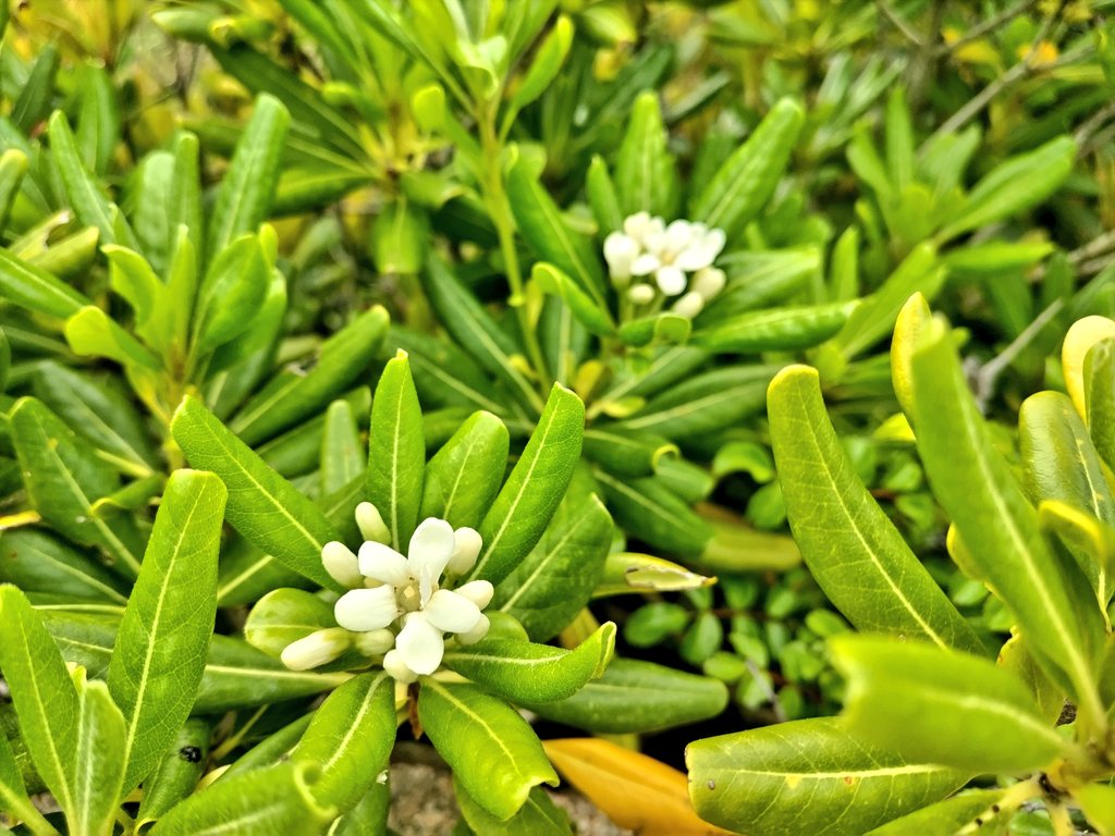 海辺のMacco tweet media