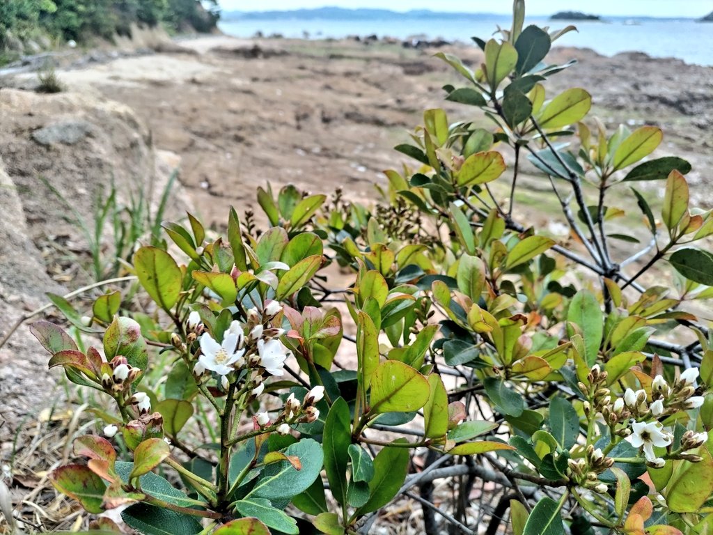 海辺のMacco tweet media