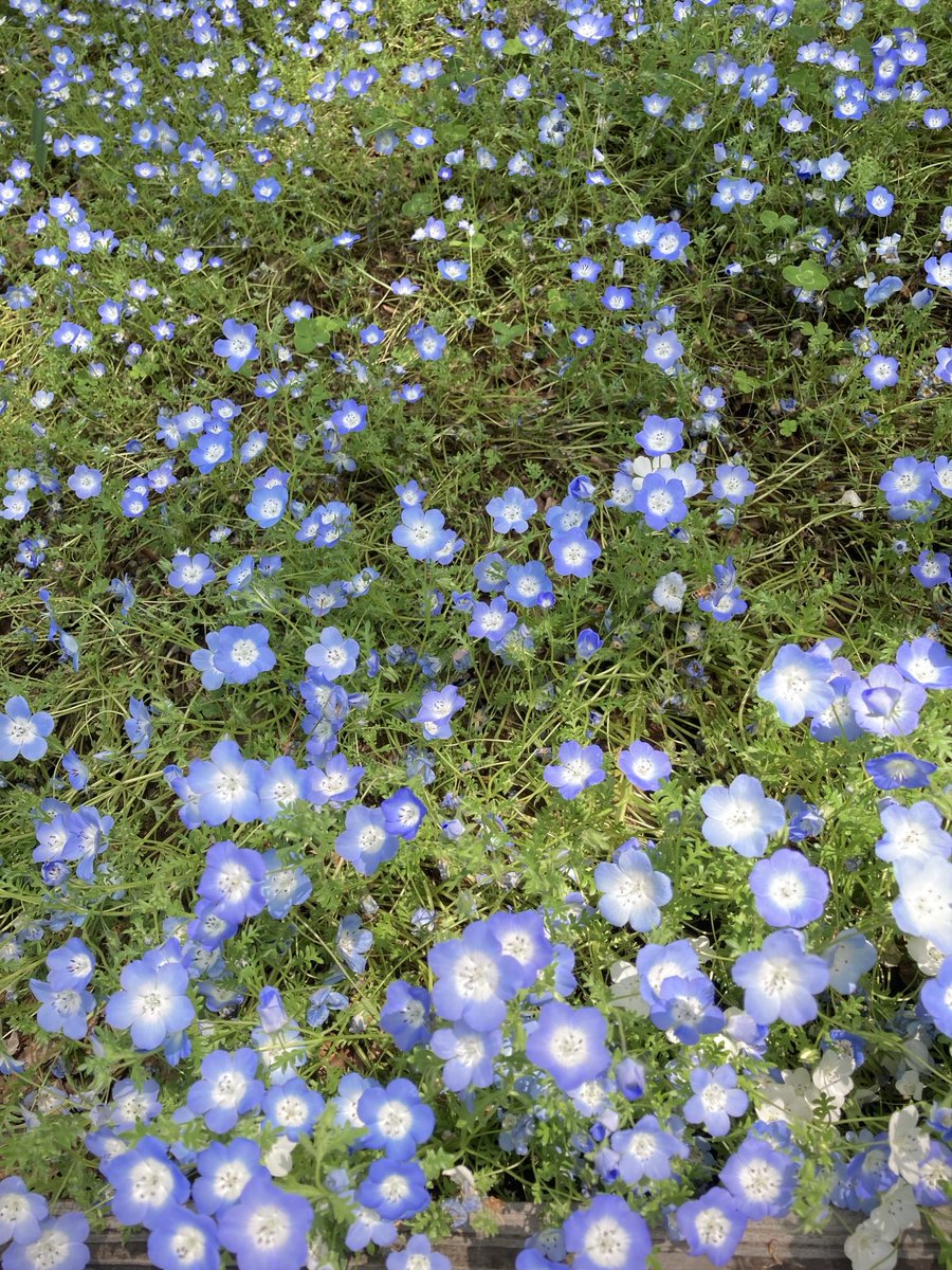 ガウディの家 tweet media