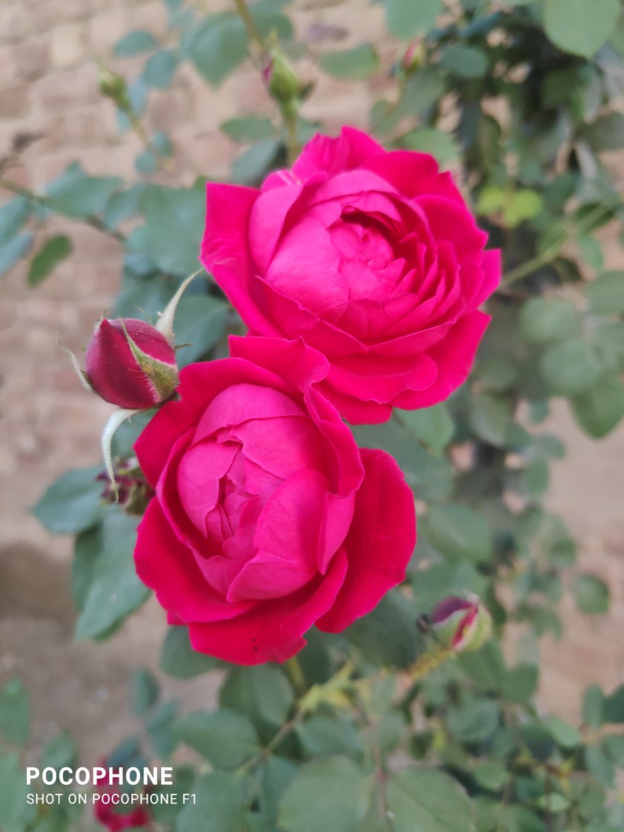 lionone111's tweet image. #Flowers