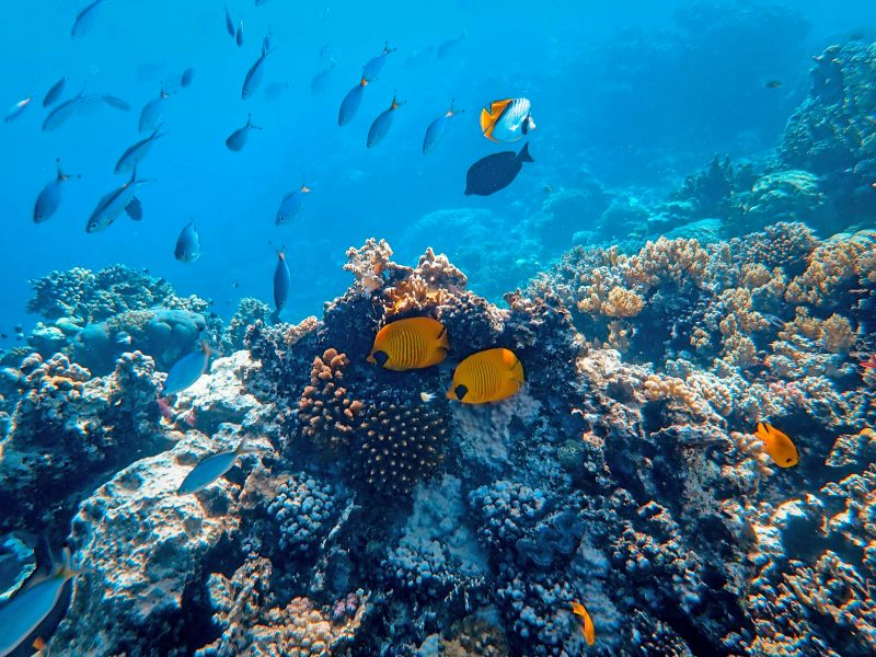 concienciaeco's tweet image. Cómo afecta el ruido submarino a los ecosistemas marinos
Imagen de Francesco Ungaro
shre.ink/7XHU
#medioambiente #ruido #ecosistemasmarinos #biodiversidad #conservacióndeespecies #cetáceos #mares #océanos #animalesmarinos #barcos #contaminación #contaminaciónacústica