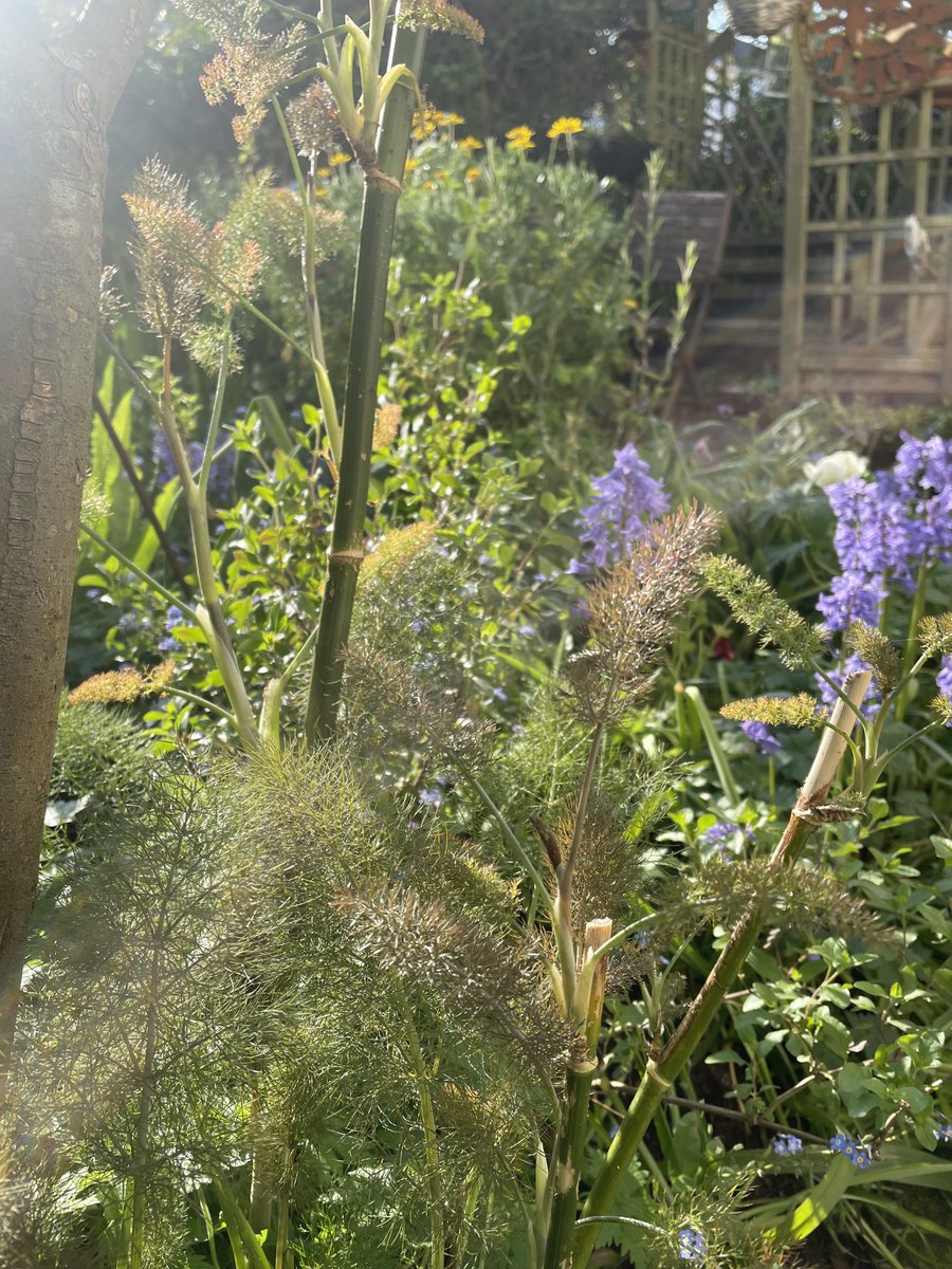 helen21206699's tweet image. Good morning from early morning #sunshine in my little #cottage #garden
