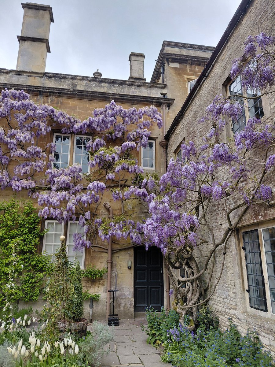 NTDyrhamPark's tweet image. It's Wednesday and time for a wisteria update. Still just keeps getting better and better, day by day. 

💜💜💜

📷 Helen R

#Purple #WisteriaWednesday #Wisteria #WisteriaHysteria