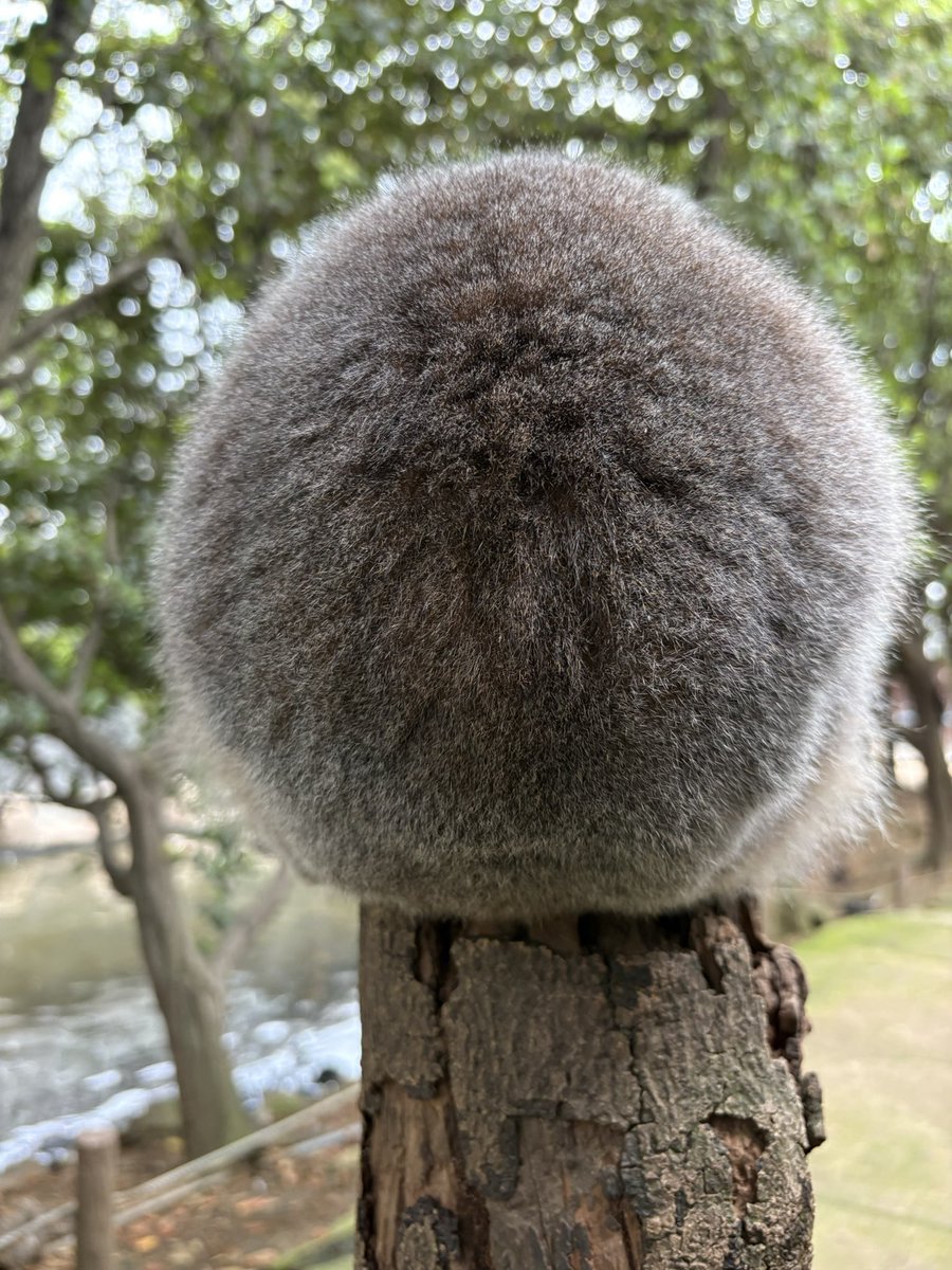 丸すぎる🤣

マーフィー
ワオキツネザル