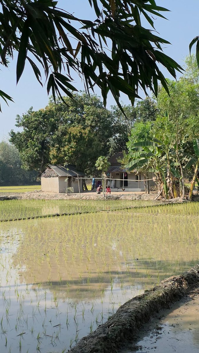 Rajibhasan100's tweet photo. অনেক দিন হলো গ্রাম দেখি না 🙂 https://t.co/uruGDrnWGI