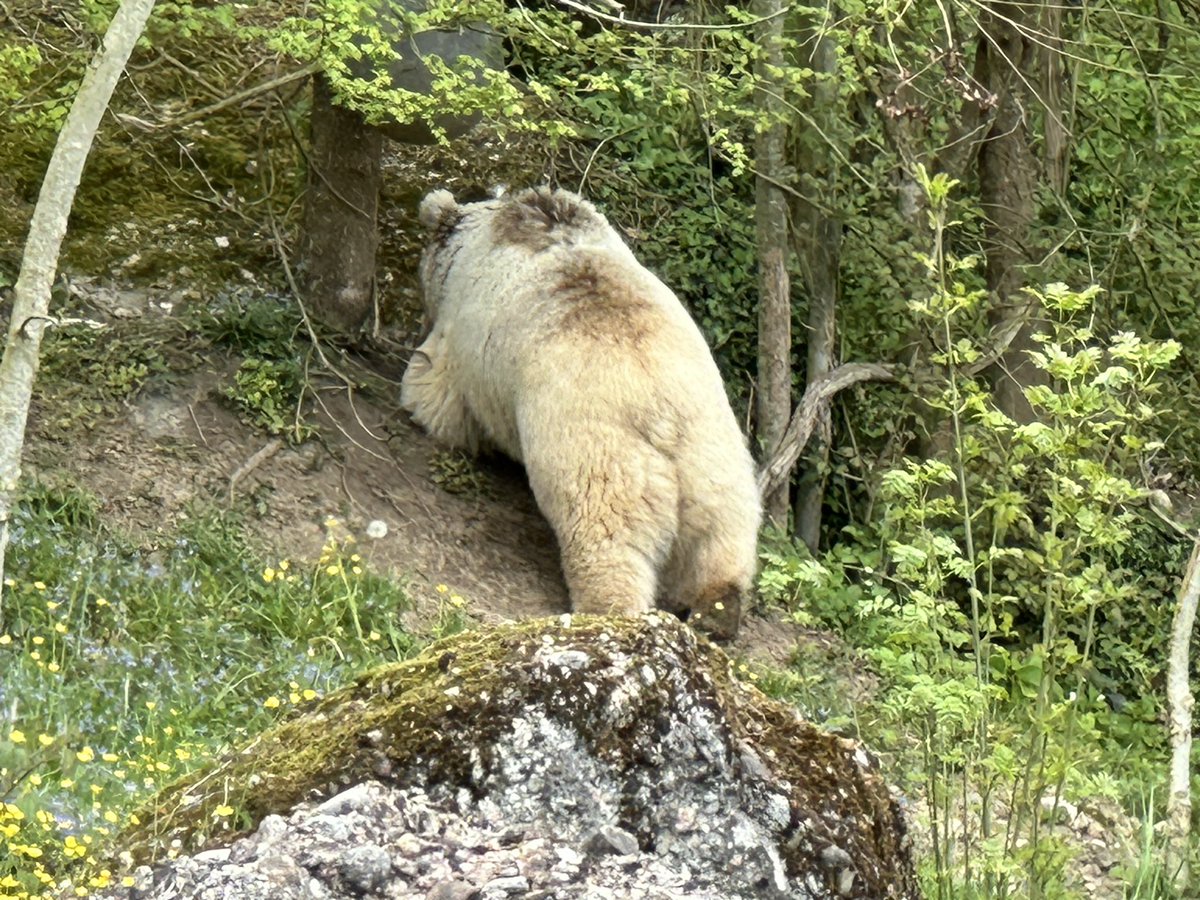 sofiehofmann's tweet image. Dalia, Syrian Brown Bear exploring 
• Goldau Nature and Animal Park 
• Natur- und Tierpark Goldau 

#switzerland #tierparkgoldau 

©SofieHofmann.com 
26042607135602135604