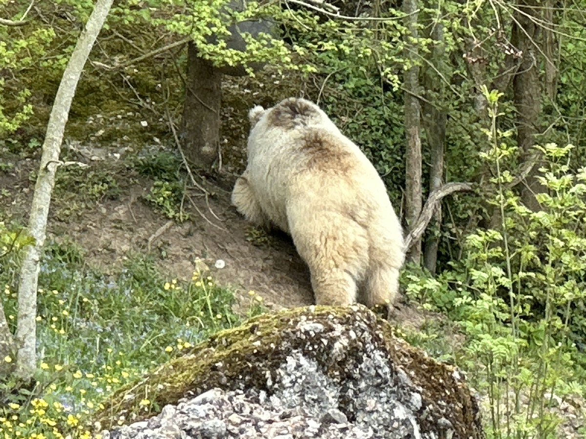 sofiehofmann's tweet image. Dalia, Syrian Brown Bear exploring 
• Goldau Nature and Animal Park 
• Natur- und Tierpark Goldau 

#switzerland #tierparkgoldau 

©SofieHofmann.com 
26042607135602135604