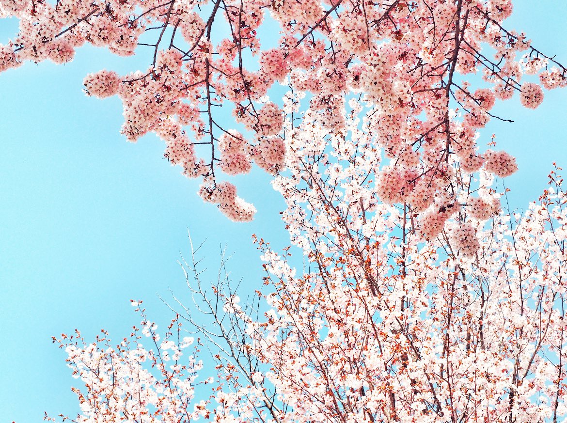 ❀小梅❀ tweet media