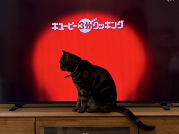 テレビの前にいたひじきちゃんを撮ったらいい感じの絵になった。