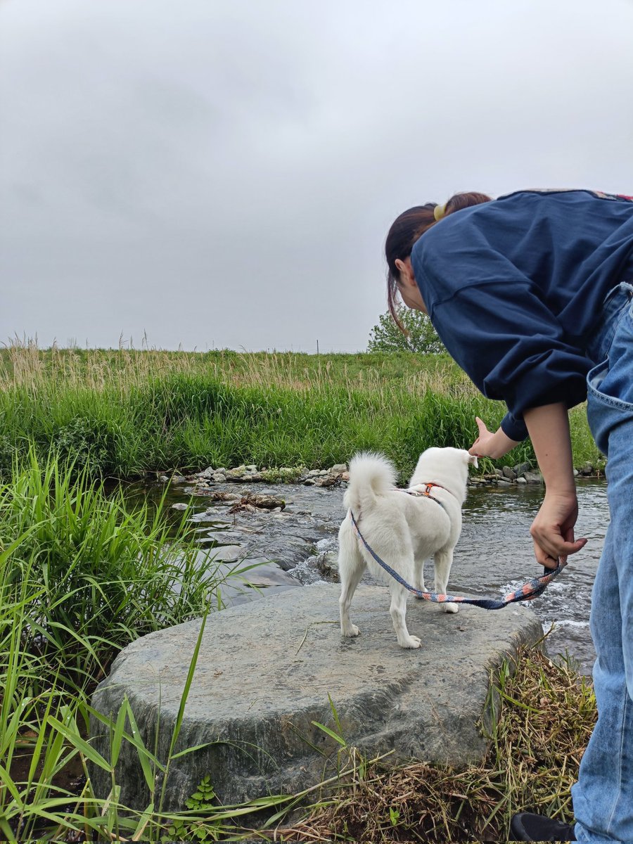 inu_chan_com's tweet photo. いい写真が撮りたくて、犬に10回くらいお座りを無視された https://t.co/Gr1JVhmwEA