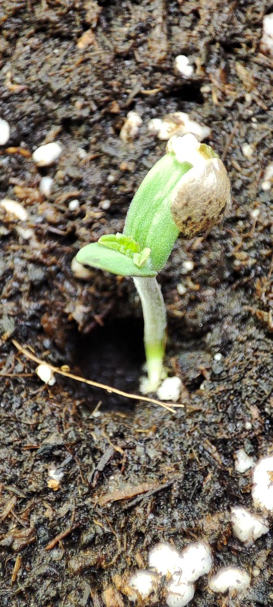 balancedsoil's tweet photo. Die kleinen 'Observance' Pflänzchen falten ihre Blätter auf. Die Wurzeln haben einen schönen weißen Flaum. Das ist schonmal ein gutes Zeichen dafür das ihnen ihr Zuhause gefällt. 👀💚✨✅ https://t.co/7JMoy0hDB4